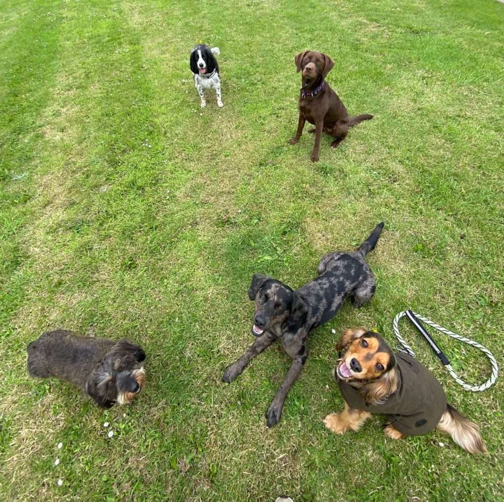 Pack of Paws dog walker with a dog in Hedon, East Yorkshire